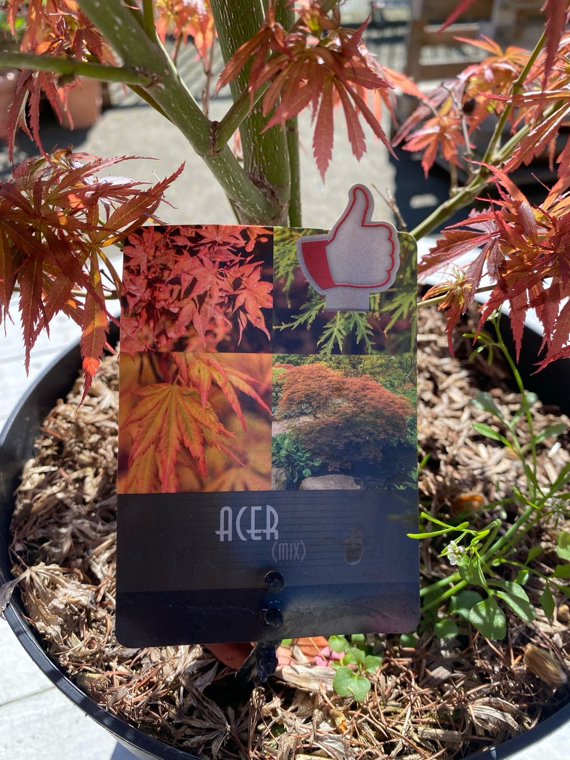 Acer, rot
