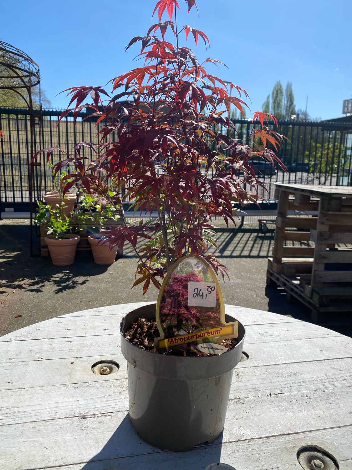 Acer, Fächerahorn