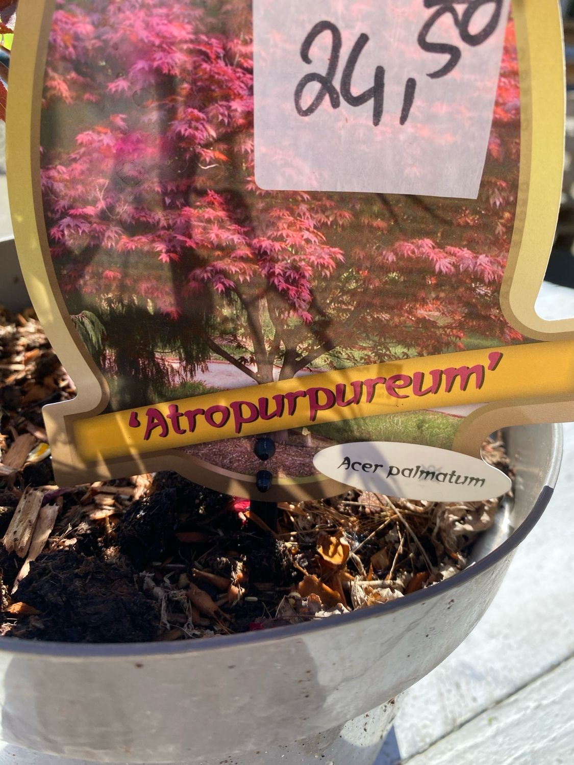 Acer, Fächerahorn