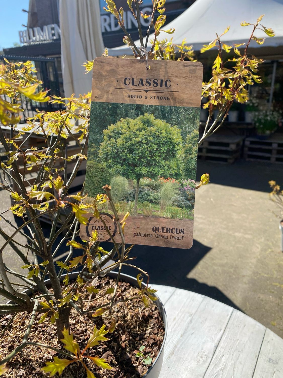 Quercus palustris GREEN DWARF