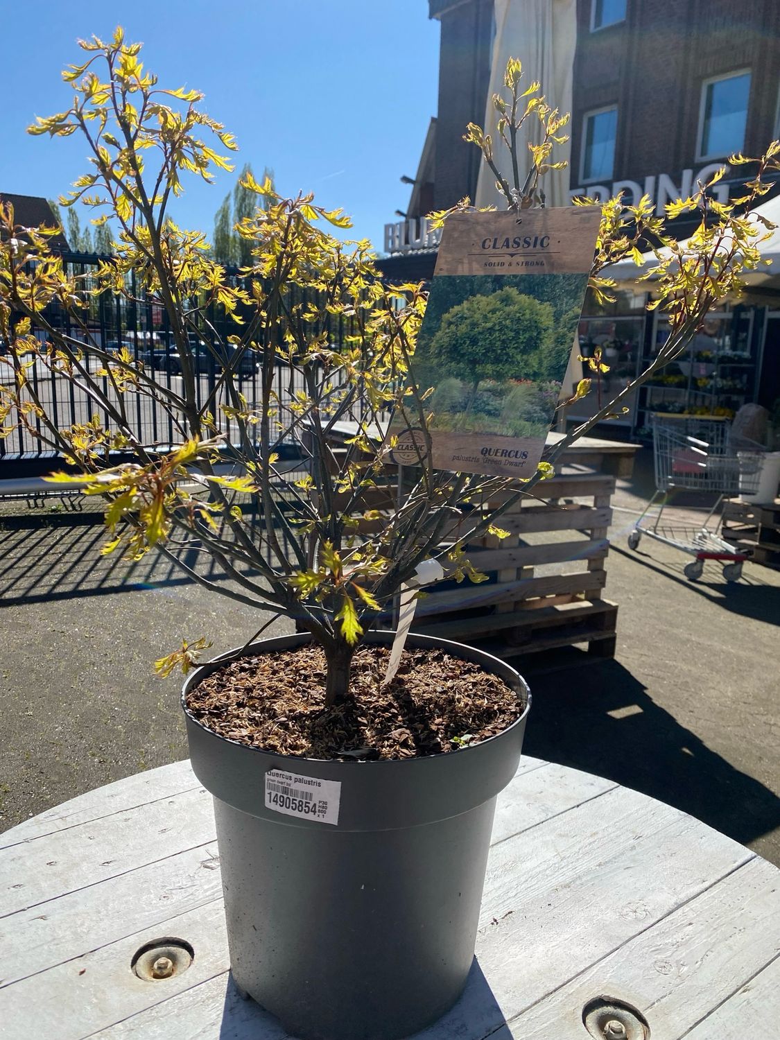 Quercus palustris GREEN DWARF