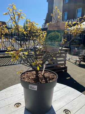 Quercus palustris GREEN DWARF