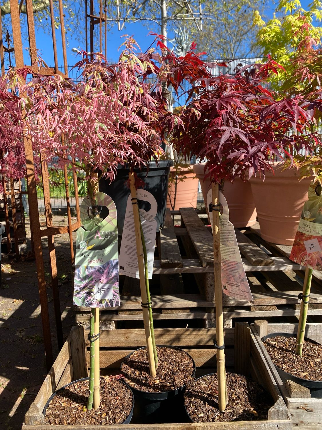 Acer, diverse