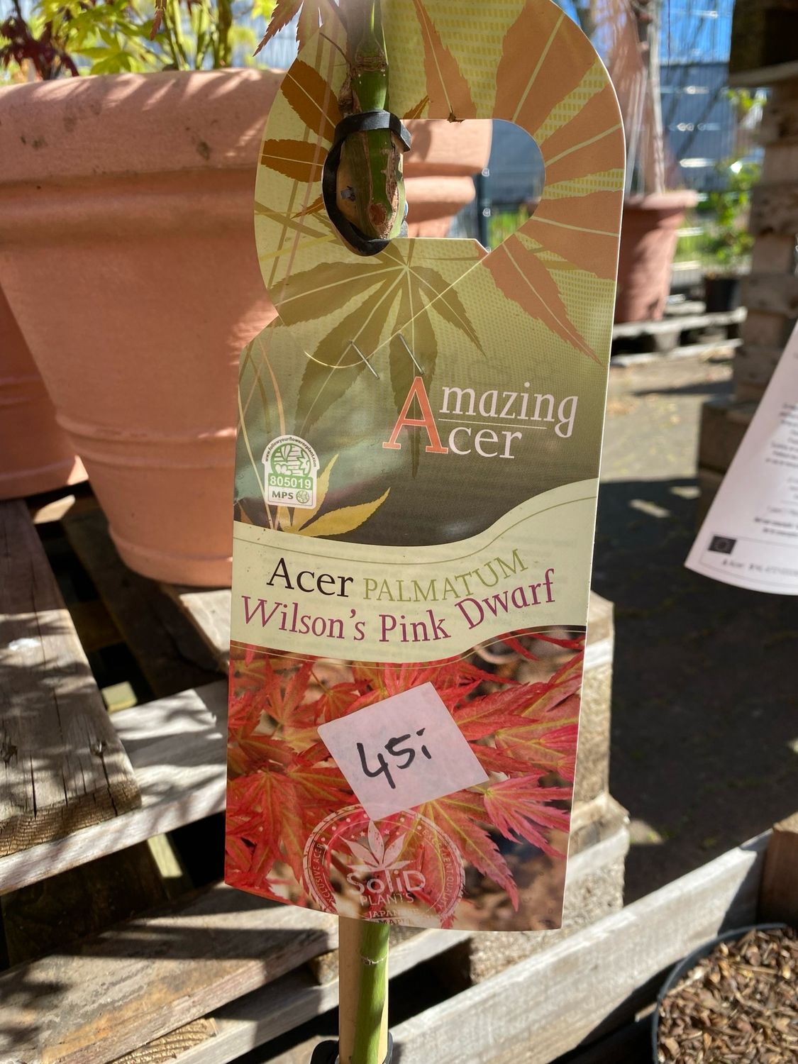 Acer, diverse