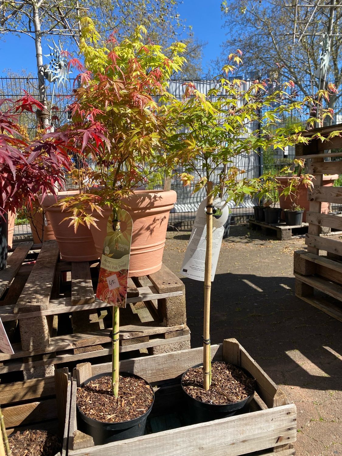 Acer, diverse