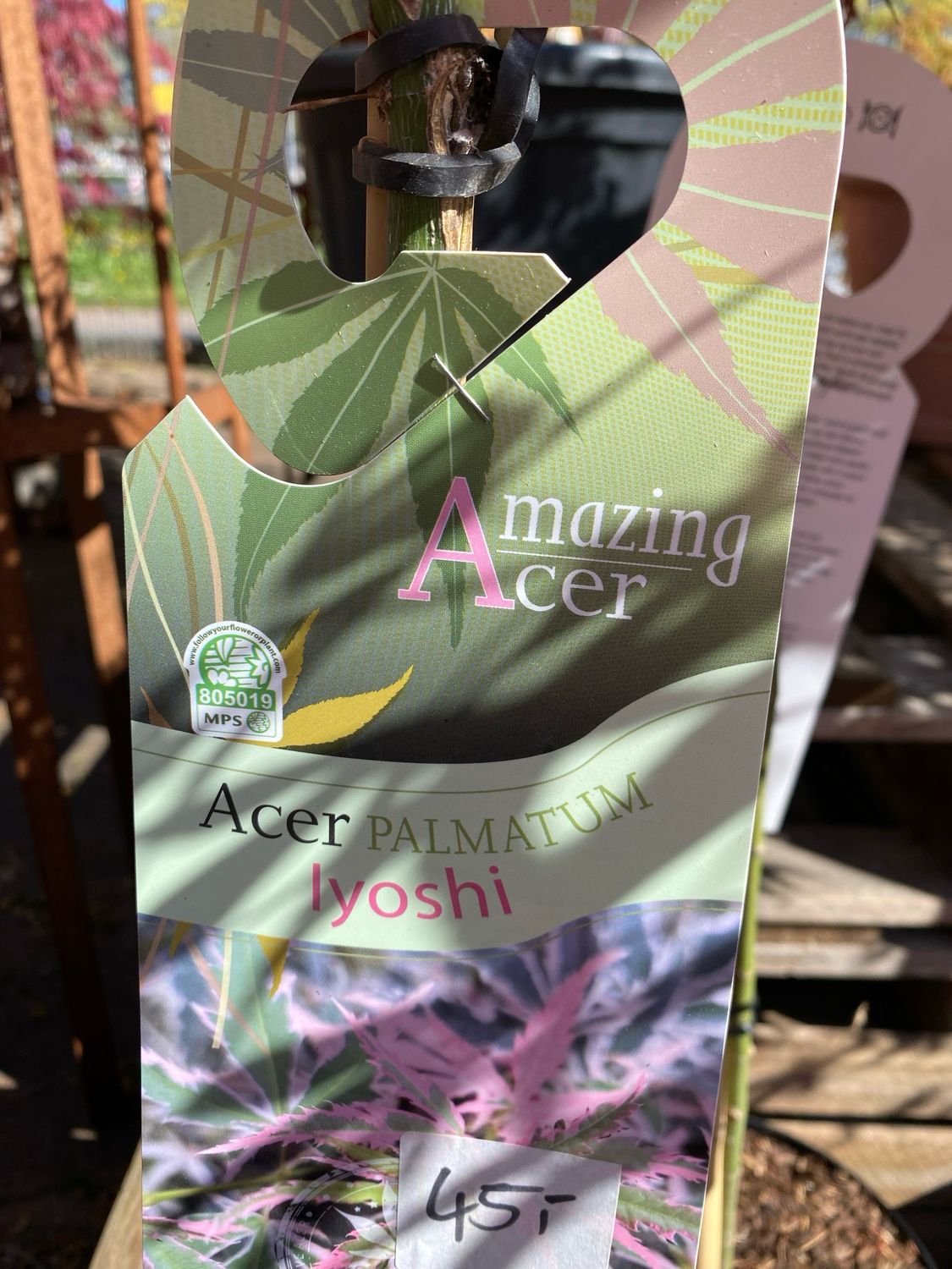 Acer, diverse