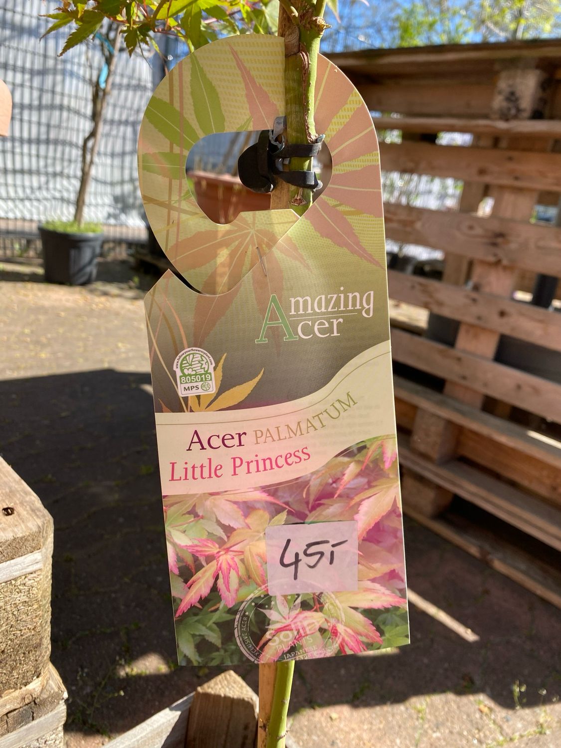 Acer, diverse