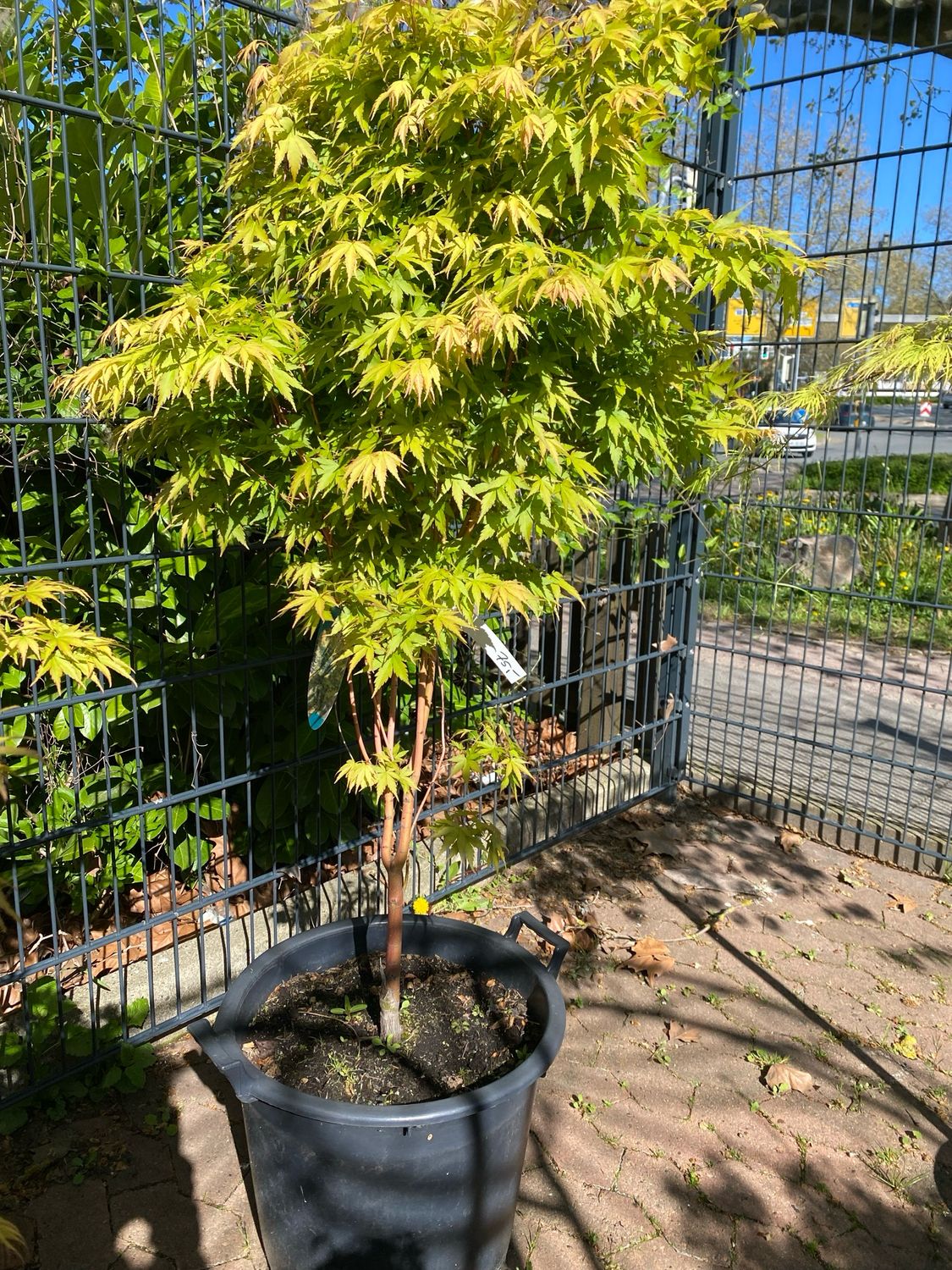 Acer, Fächerahorn Sangokaku pal.
