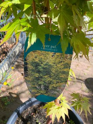 Acer, Fächerahorn Sangokaku pal.