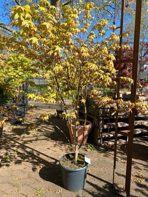 Acer, Fächer Bonsai grün-rot