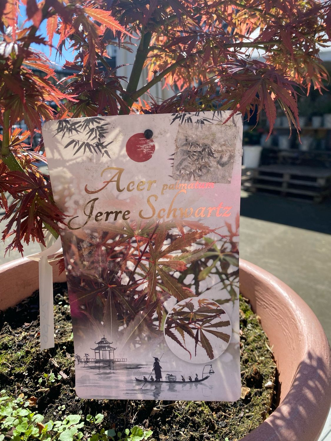 Acer pal. JERRE SCHWARTZ