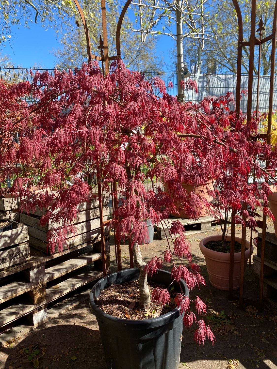 Acer, Schlitzahorn Dissectum Atropurpureum Stamm