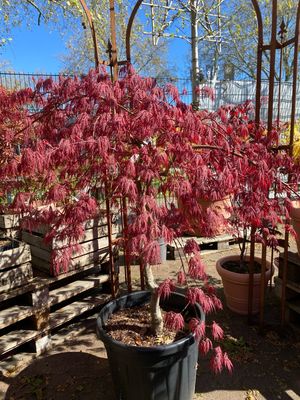 Acer, Schlitzahorn Dissectum Atropurpureum Stamm
