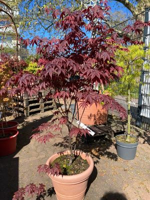 Acer, Ahorn BLOODGOOD