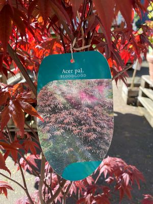 Acer, Ahorn BLOODGOOD