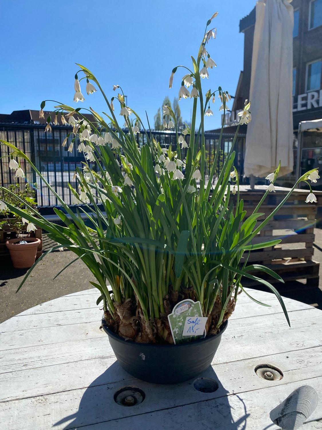 Leucojum Gravetye Giant, Sommerknotenblume SALE