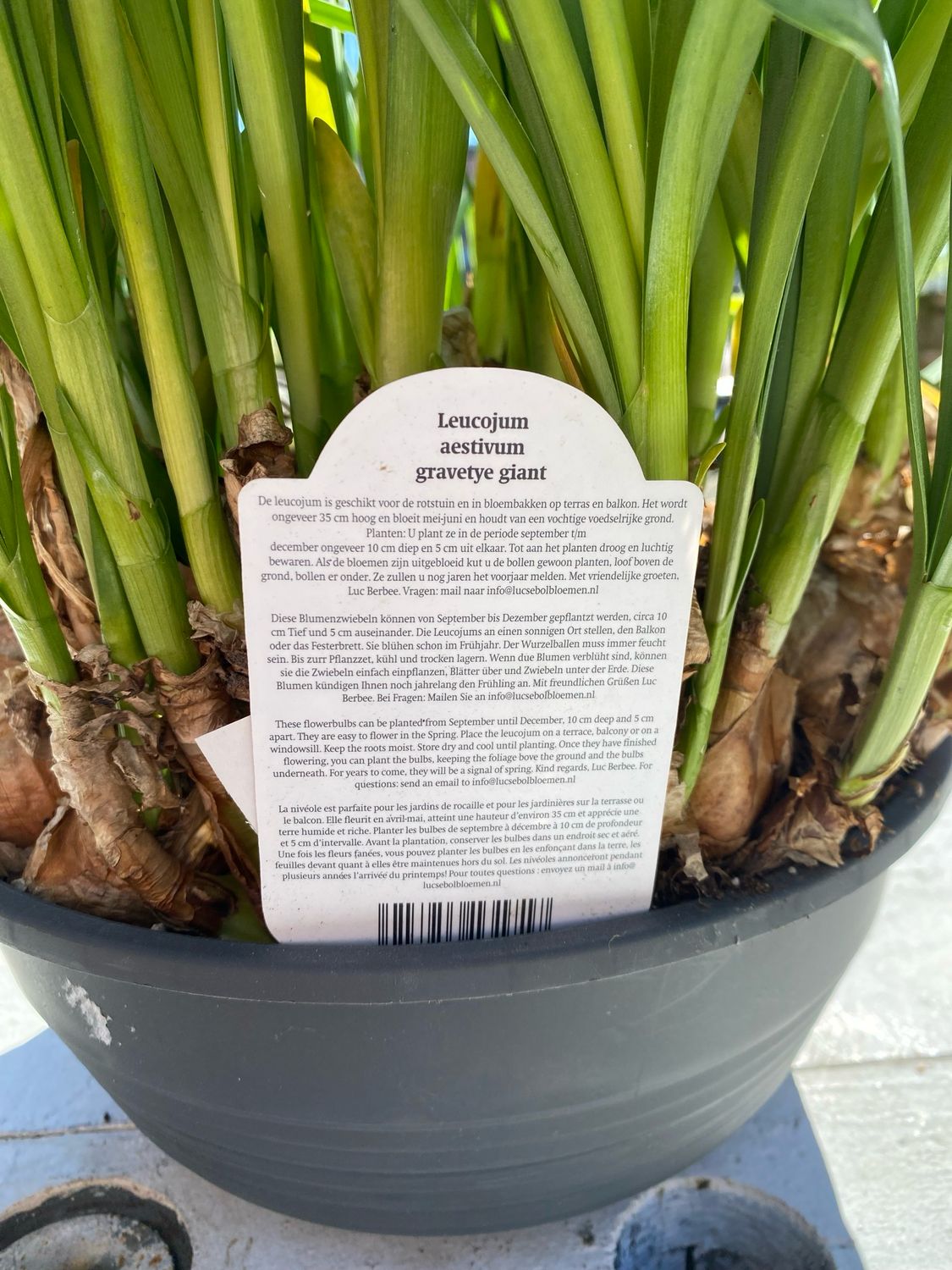 Leucojum Gravetye Giant, Sommerknotenblume SALE