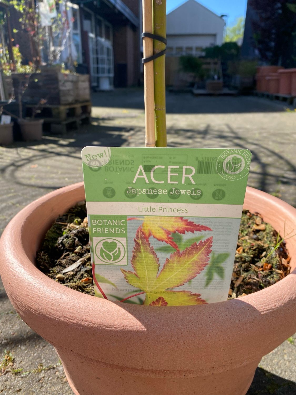 Acer, Little Princess Stämmchen