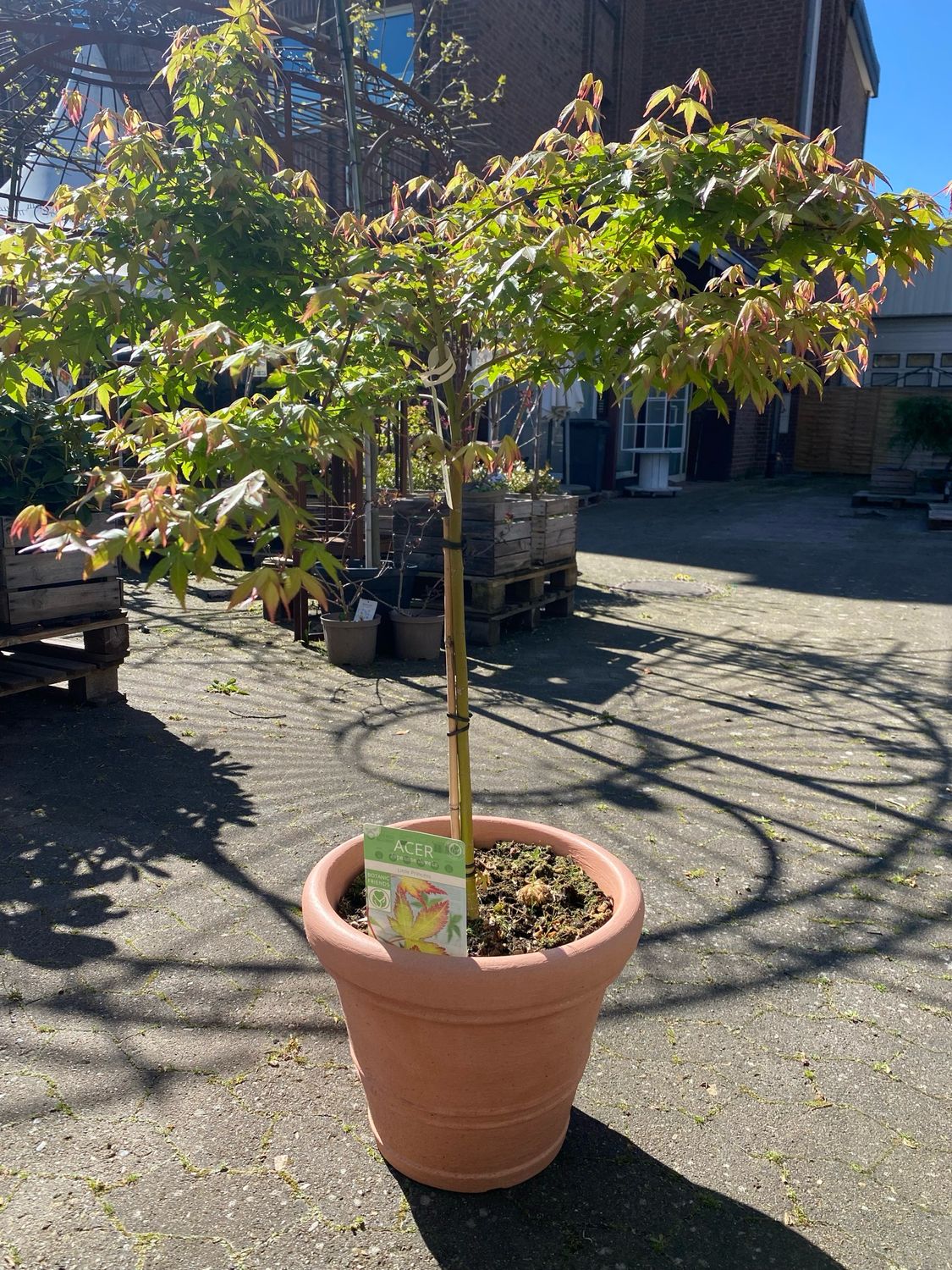 Acer, Little Princess Stämmchen