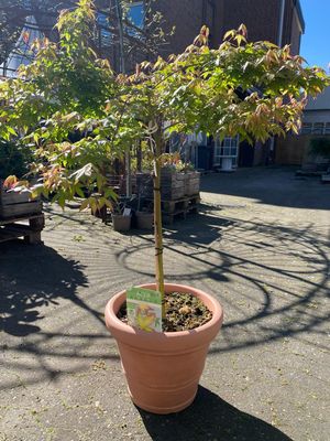 Acer, Little Princess Stämmchen