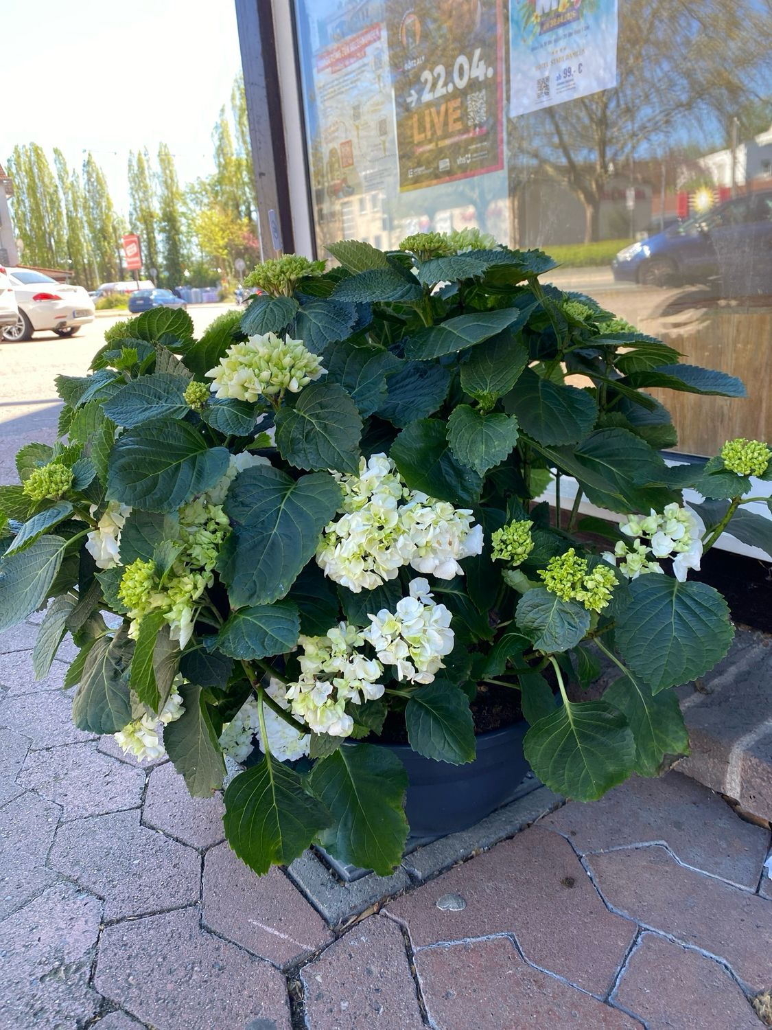 Hortensie Chrystal Palace