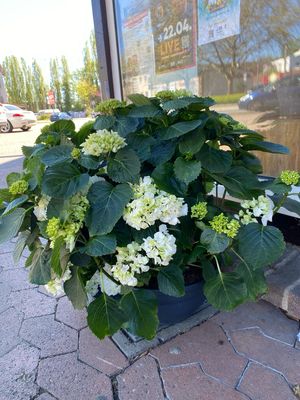 Hortensie Chrystal Palace