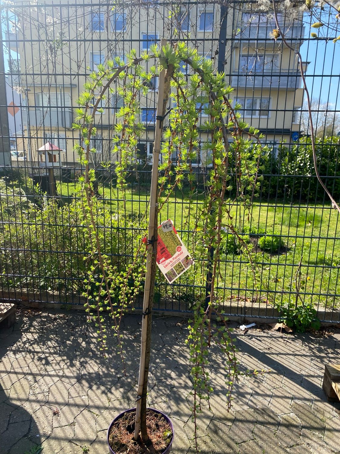 Larix K. Pendula Stamm
