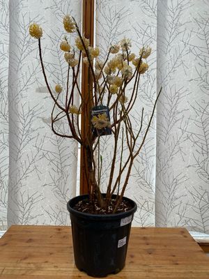 Edgeworthia Chrysantha GRANDIFLORA , jap. Papierbusch anstatt €95 jetzt €80