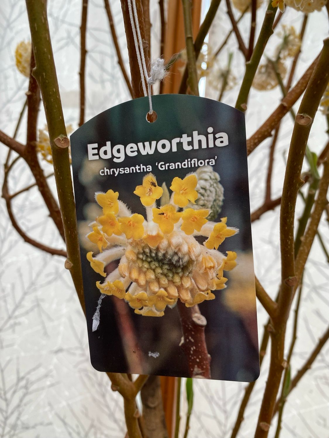Edgeworthia Chrysantha GRANDIFLORA , jap. Papierbusch anstatt €95 jetzt €80