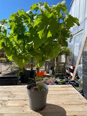 Wein-Vitis Moscatel