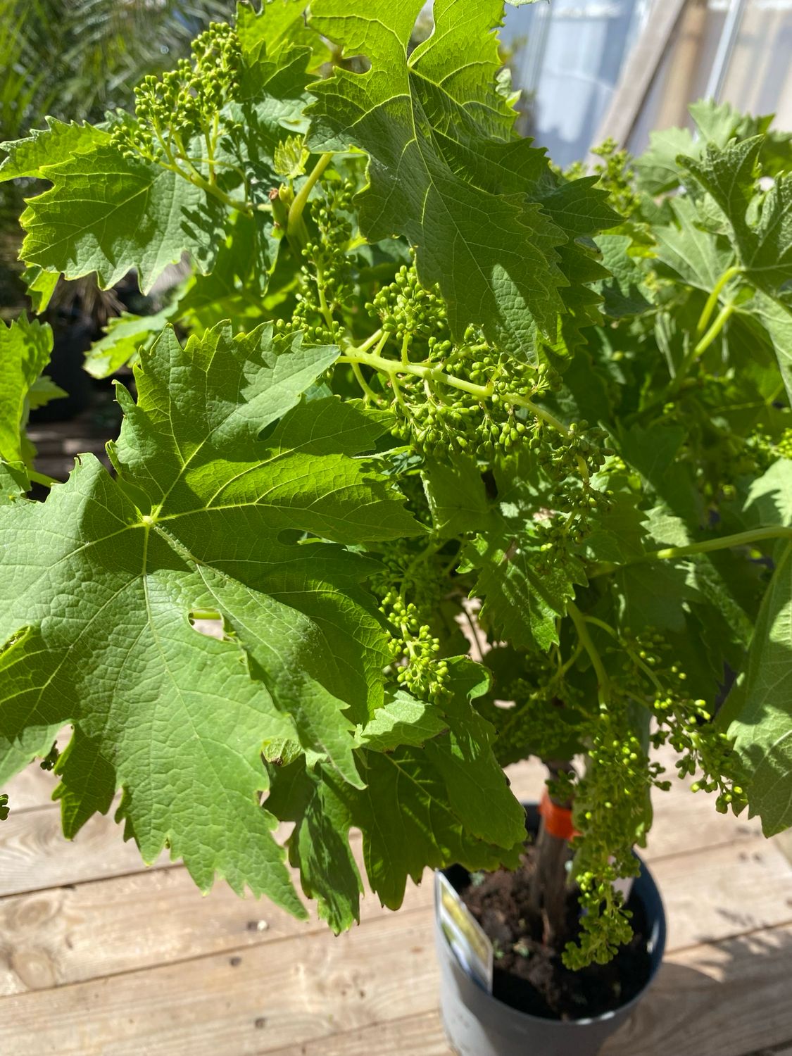 Wein-Vitis Moscatel