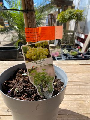 Wein-Vitis Moscatel