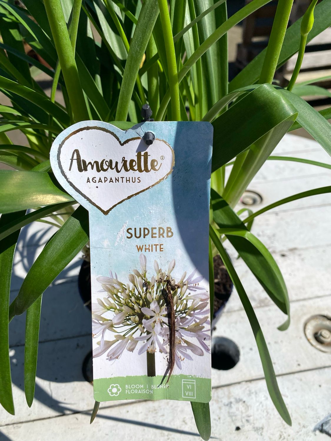 Agapanthus, weiß