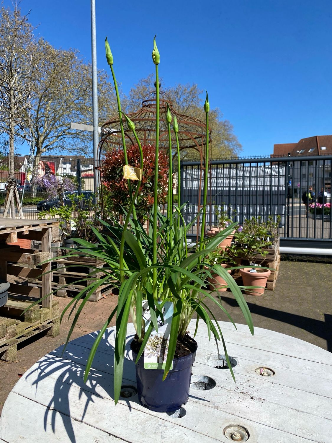 Agapanthus, weiß