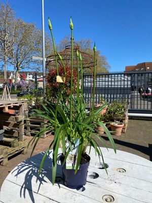 Agapanthus, weiß