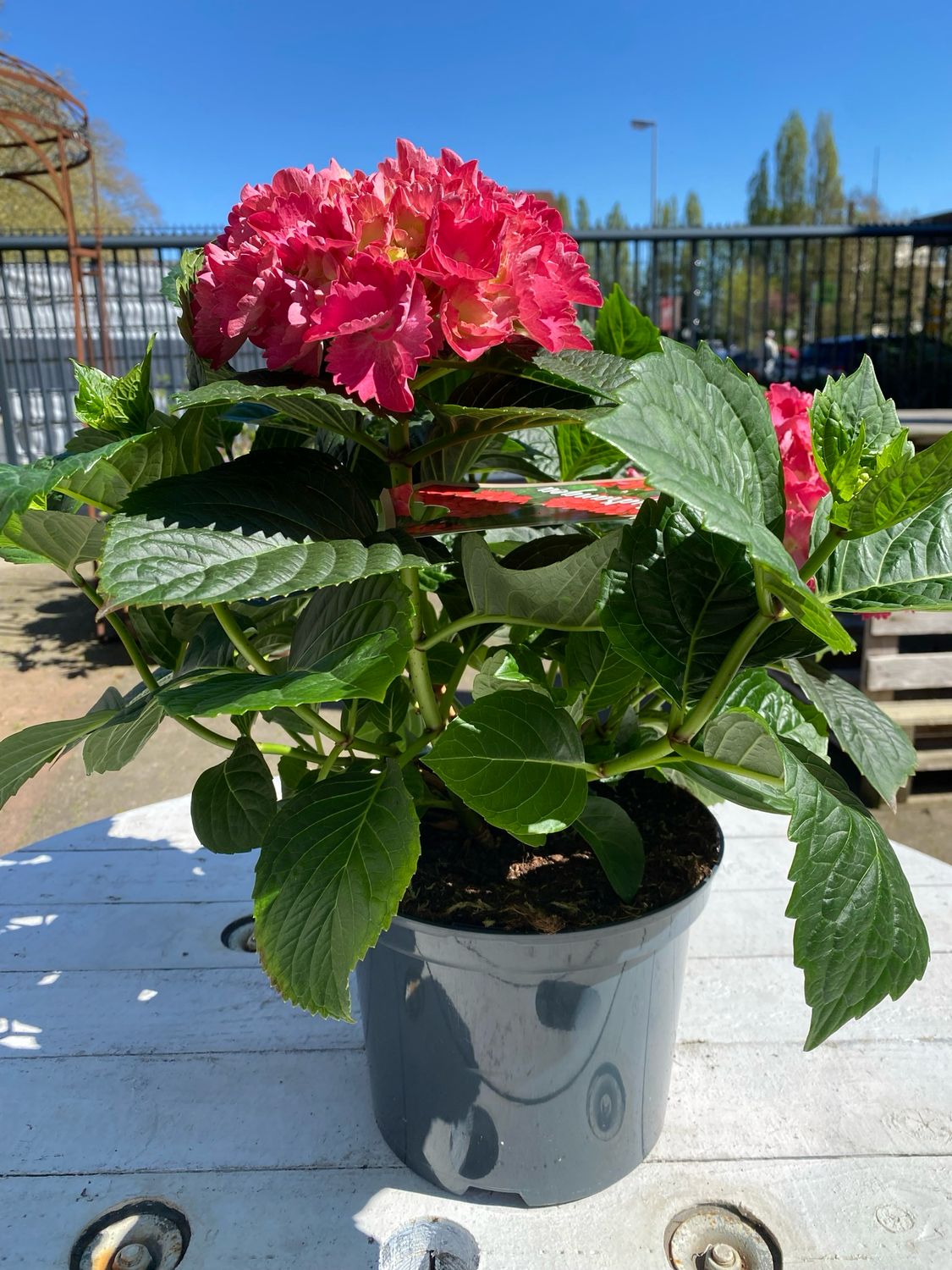 Hortensie, rosa