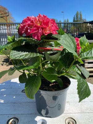 Hortensie, rosa