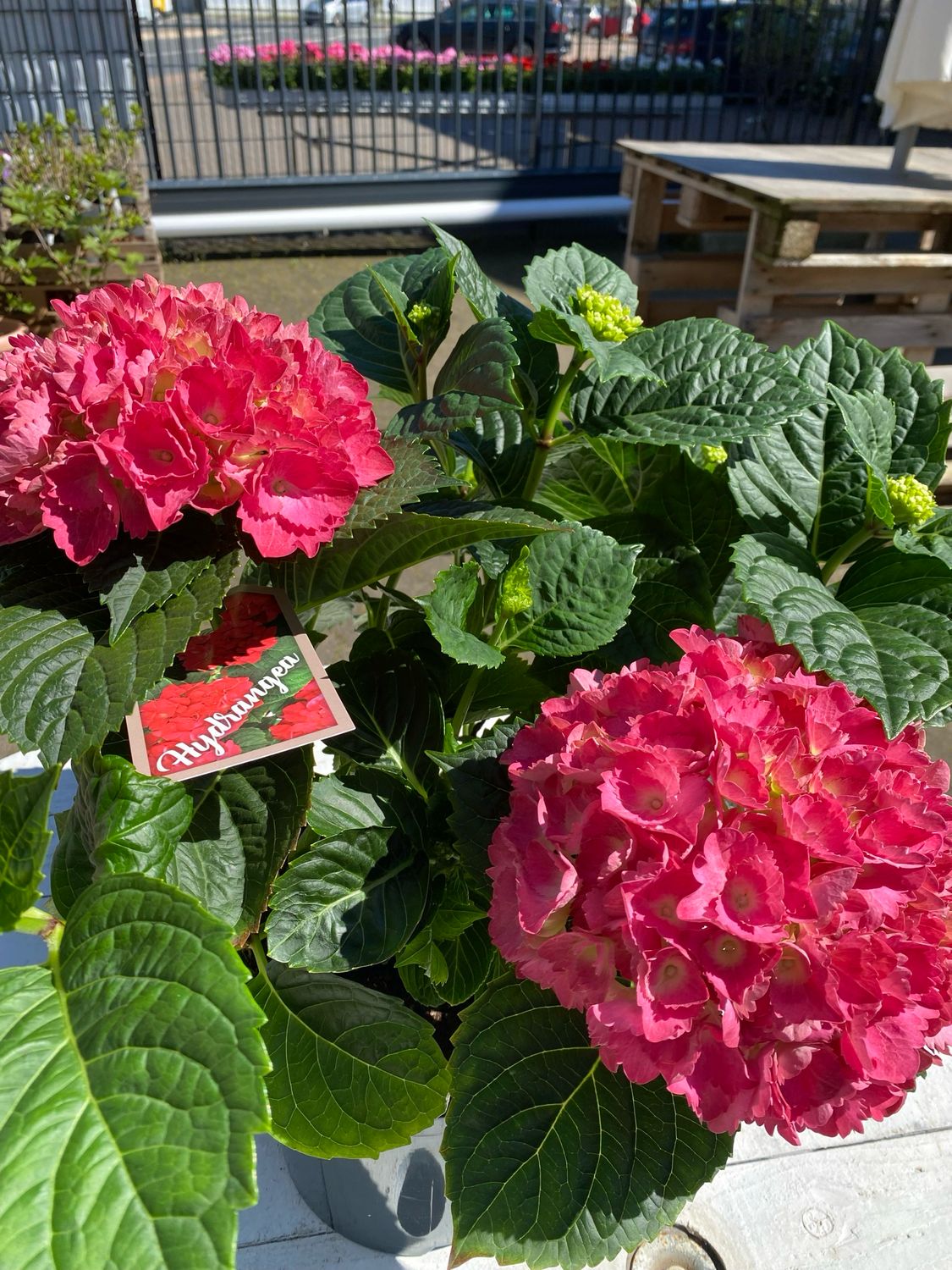 Hortensie, rosa