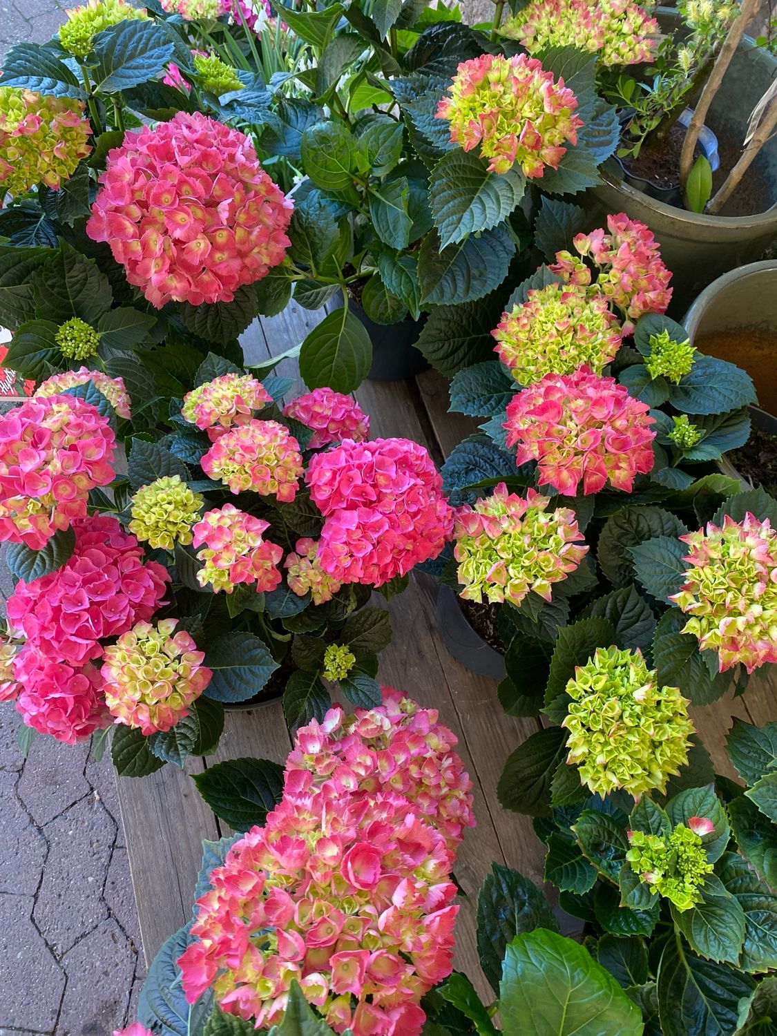 Hortensie, rosa