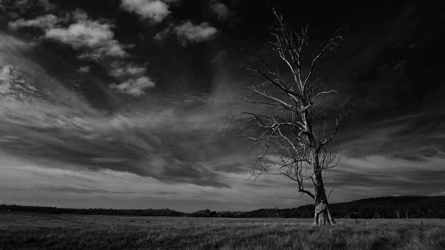 Lone Tree