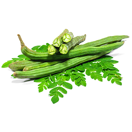 Moringa oleifera - SMALL fast growers