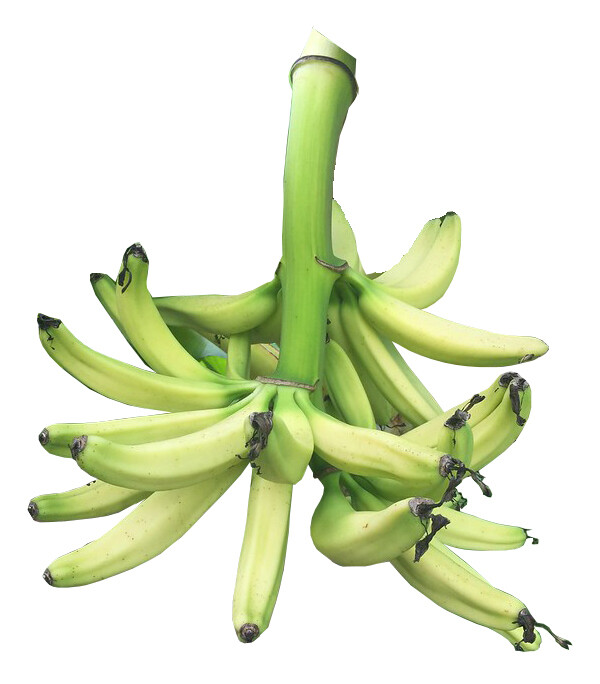 Banana - Dwarf Iholena