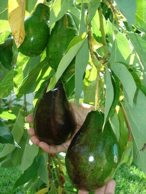 Avocado - Mexicola Grande (Type A)
