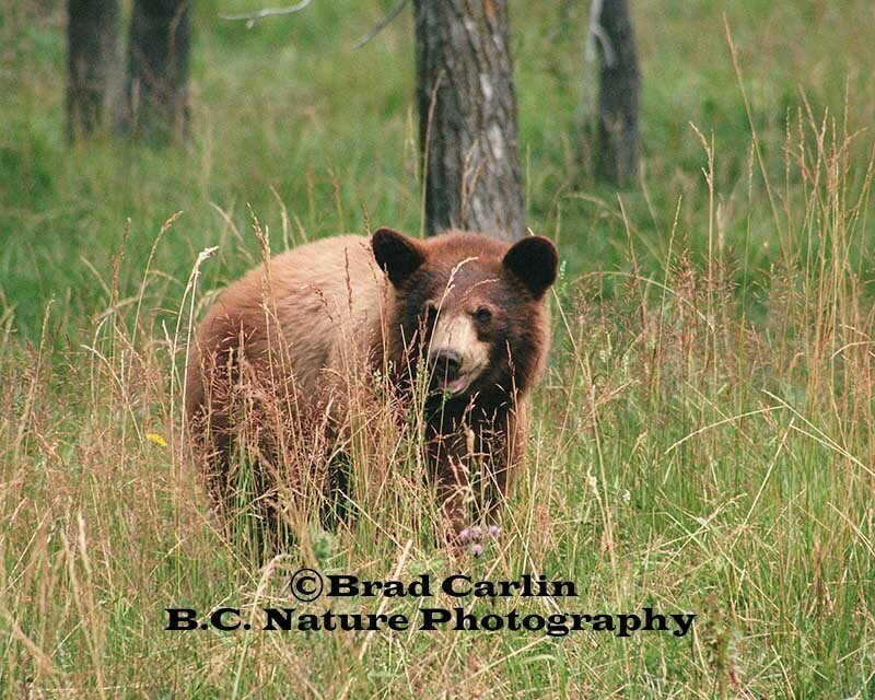 Proceed With Caution