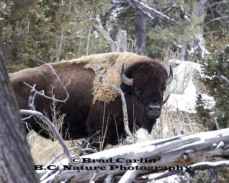 Bison20152