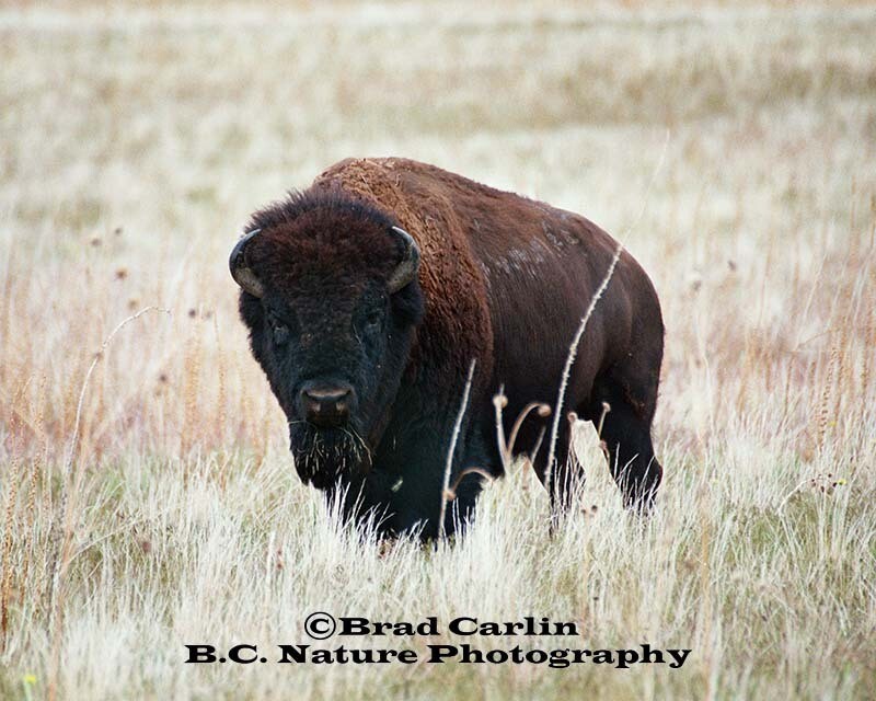 Bison 2010