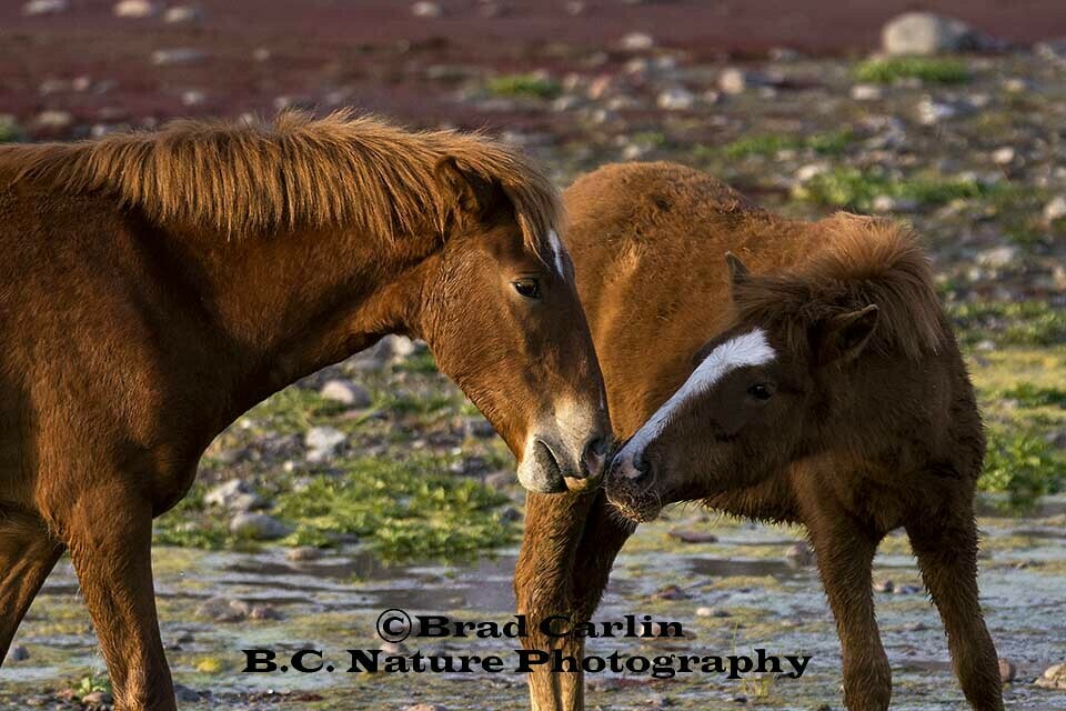 Mustangs 2019M&amp;C