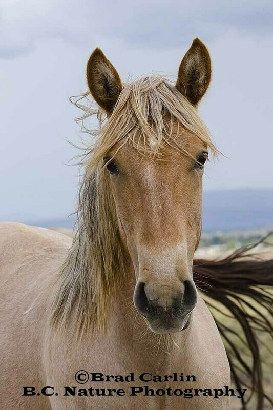 Prairie Pony