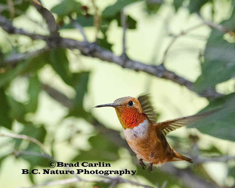 HummingBird 20154