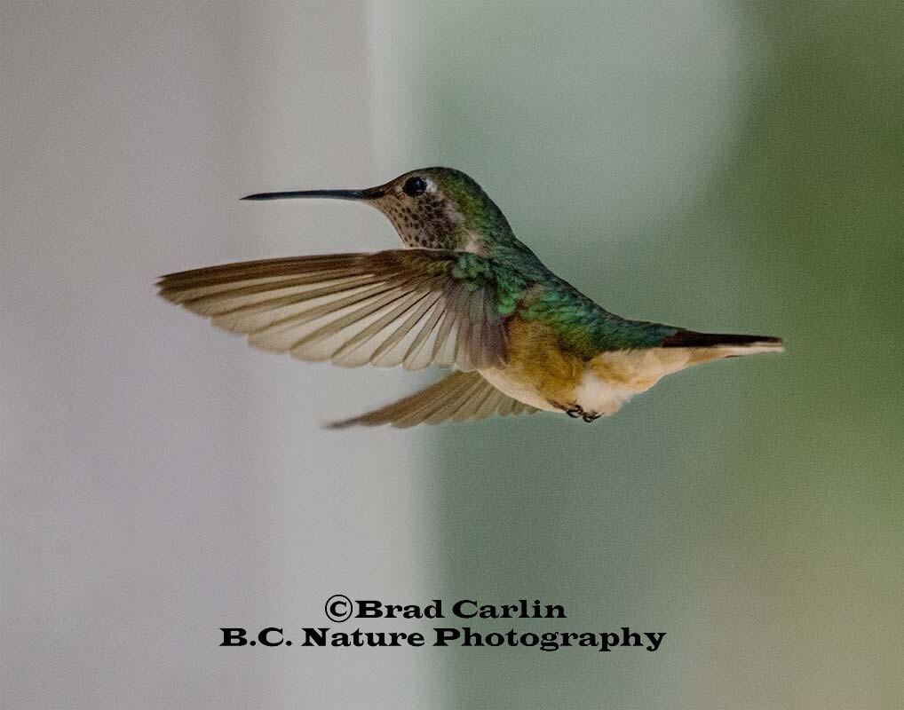 Humming Bird 20141